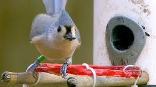 Tracking Backyard Birds