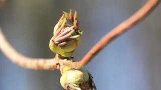 Spring/ nature. Pavasaris