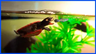 Baby Turtle Eats LIVE FISH For The First Time!