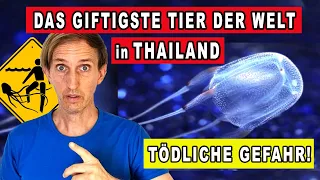 DAS GIFTIGSTE TIER DER WELT IN THAILAND | WÜRFELQUALLE | SEEWESPE