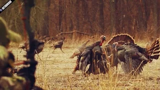 The Most Insane Turkey Bow Hunt Ever!