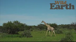 WildEarth - Sunset - 29 January 2021