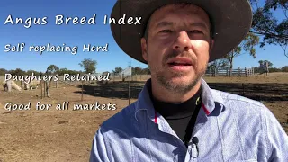 Understanding Angus  indexes - a general introduction