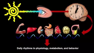 Dr. Satchin Panda - Daily Rythms - The Master Conductor of Health and Disease