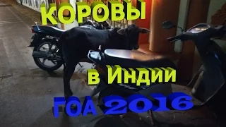 Коровы в Индии Гоа 2016-2017