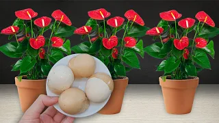 With the magical use of eggshell, your anthurium will bloom brilliantly all year round