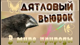 📗 "Дятловый вьюрок" ~ СЛАЙДЫ | РАССКАЗ Христианский для ДЕТЕЙ 👧☀️ В МИРЕ ПРИРОДЫ