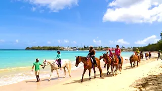 Tobago Is A Real Place - Healing With Horses