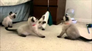 Squeezable Siamese kittens, 6 weeks!