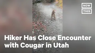 Utah Hiker Comes Face to Face with Cougar | NowThis