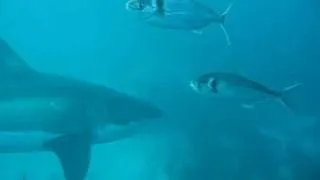 Great White Shark Circling