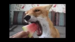 Fox Eating A Watermelon