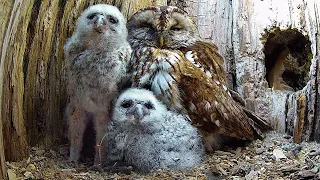 Adopted Tawny Owl Chicks First Days Full of Drama | Luna & Bomber | Robert E Fuller