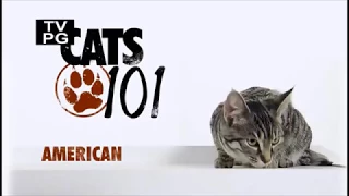 Американский бобтейл 101kote.ru American bobtail 101cats