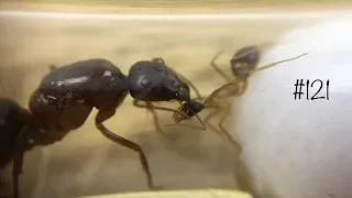 Преклони колено или умри / Муравьиная версия // Camponotus turkestanicus fellah
