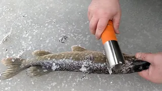 Electric Fish Scaler