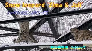 ユーリのおてんばな一面（旭山動物園　ユキヒョウのジーマとユーリ）~ Snow leopard "Zima & Juli" ~