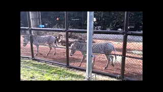 グレビーシマウマ（ココロとラッキー）@野毛山動物園20210321