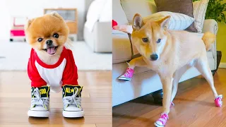 Funny Dogs Trying Dog Shoes for the First Time (2021)