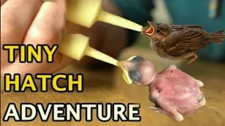 The Tiniest Bird You've Ever Seen - Zebra Finch Hatching ||#ZuAnimalzplanet