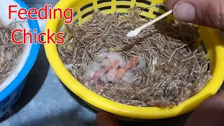 Feeding 1 day to 20 days old Canary Chicks