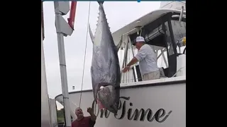 500 lb BluefinTuna caught with "Jimmy the Greek" - On Time Charters