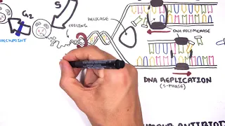 Pharmacology  - Chemotherapy agents (MOA, Alkalating, antimetabolites, topoisomerase, antimitotic )