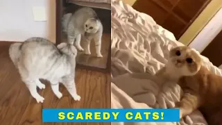 Scaredy Cats - Funny videos of cats getting a little scared