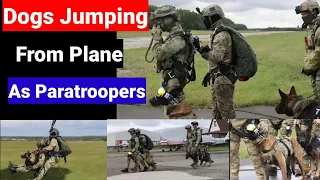 Russia's Paratroopers Jump From Planes With Dogs - Credible News