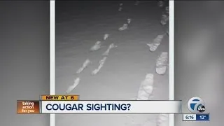 Cougar sighting?