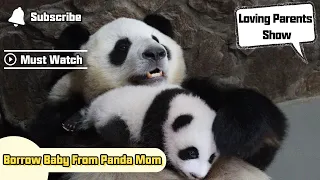 It's Hard To Borrow Baby From This Panda Mom | iPanda