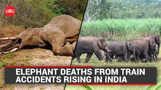 Elephant deaths from train accidents rising in India