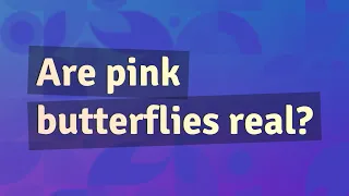 Are pink butterflies real?