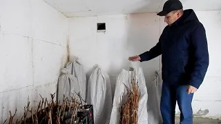 Сухой метод хранения черенков винограда.