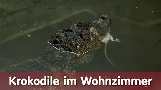 Reptil TV - Folge 111 – Krokodile im Wohnzimmer