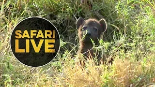 safariLIVE - Sunrise Safari - August 22, 2018