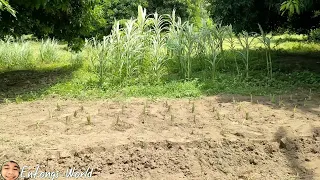 PLANTING ADDITIONAL Setaria Grass, Mulberry and Madre agua for our goats | Goat Farming