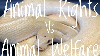 Animal Rights vs Animal Welfare- Know the Difference