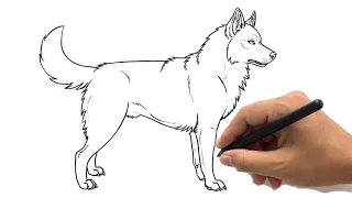 How to Draw a Husky Drawing Easy | Cute Siberian Husky Sketch Step by Step