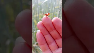 Ladybug flying