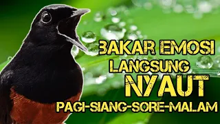 Terbukti..!!! 100% AMPUH memancing EMOSI murai batu AGAR BUNYI GACOR PAGI-SIANG-SORE-MALAM