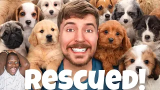 Mr Beast Rescued 100 Abandoned Dogs! Reaction