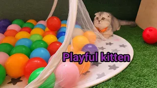 Kitten and 50 balls in a ball pit!!😻 #kitten #meow