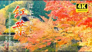 【4K】優しい癒しBGMと美しい日本の紅葉（自然音）VOL.1／疲れた心身の回復・リラックス効果・勉強中や作業用、目覚めの朝に、または眠れない夜にもどうぞ。