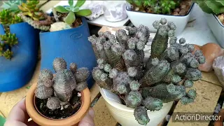 Эупфорбии(Молочай)моя коллекция#1.Euphorbia my collection#1.