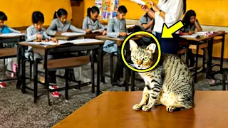 Eine streunende Katze kam jeden Tag in den Matheunterricht, dann geschah das Undenkbare!