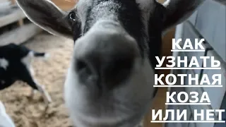 Как узнать котная коза или нет.