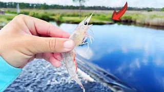 I Dropped LIVE Shrimp Under This Spillway to MULTIPLE SPECIES! *Surprise FISH*