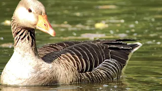Greylag Goose (Anser anser) - swimming closeup @ Fowlmere