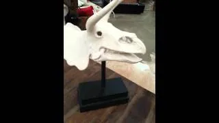 Dinosaurs triceratops skull